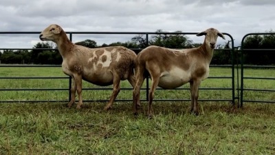 LOT12 2 X MEATMASTER OOI MET LAM/EWE WITH LAMB (PER STUK OM LOT TE NEEM/PER PIECE TO TAKE THE LOT)