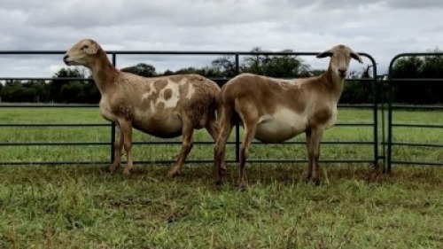 LOT12 2 X MEATMASTER OOI MET LAM/EWE WITH LAMB (PER STUK OM LOT TE NEEM/PER PIECE TO TAKE THE LOT)