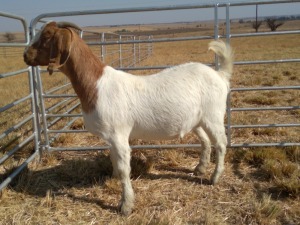 1x EWE LARA BOERBOKSTOET - KUDDE/FLOCK