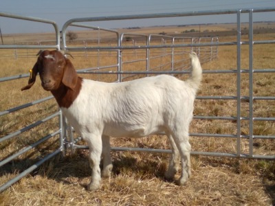 1x EWE LARA BOERBOKSTOET KUDDE/FLOCK