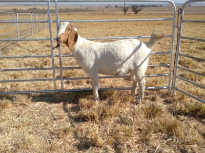 1x EWE LARA BOERBOKSTOET KUDDE/FLOCK