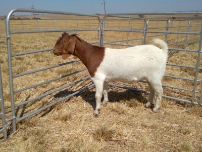 1x EWE LARA BOERBOKSTOET - KUDDE/FLOCK