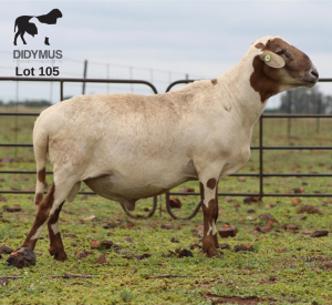 LOT 105 1X MEATMASTER DIDYMUS MEATMASTERS CHRISTOF GROBLER : 0837812076