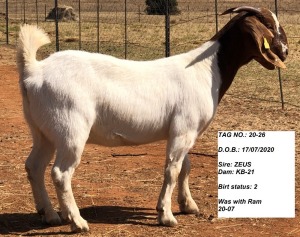 1x EWE KLIPFONTEIN BOERBOKSTOET - POTENSIEEL STOET/POTENCIAL STUD