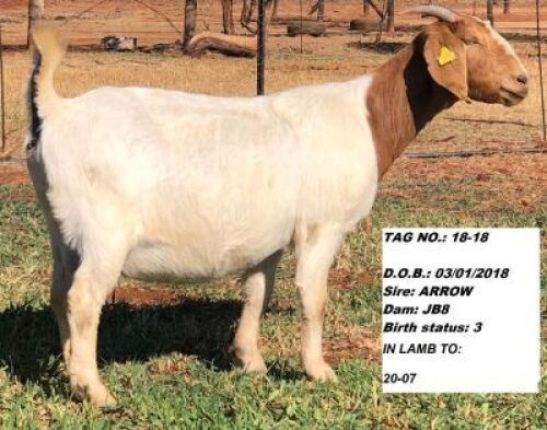 1x EWE KLIPFONTEIN BOERBOKSTOET KUDDE/FLOCK