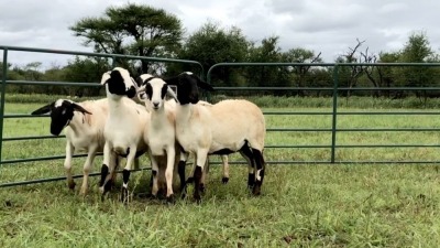 LOT 24 5X MEATMASTER OOI/EWE (PER STUK OM LOT TE NEEM/PER PIECE TO TAKE THE LOT)