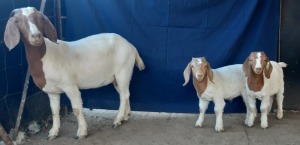 1+2x EWE WITH TWO RAM LAMBS SUZANNE VAN DYK BOERBOKSTOET - KUDDE/FLOCK