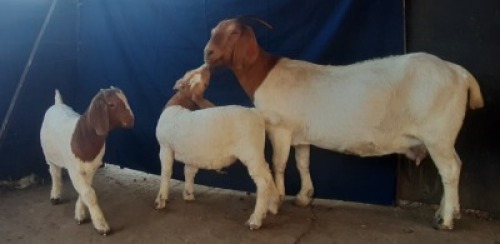 1+2x EWE with RAM & EWE LAMB SUZANNE VAN DYK BOERBOKSTOET KUDDE/FLOCK