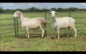 LOT 29 2X MEATMASTER OOI/EWE (PER STUK OM LOT TE NEEM/PER PIECE TO TAKE THE LOT)