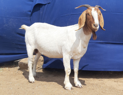 1x EWE SUZANNE VAN DYK BOERBOKSTOET - KUDDE/FLOCK