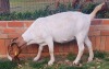 1x EWE SUZANNE VAN DYK BOERBOKSTOET - KUDDE/FLOCK - 2