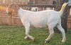 1x EWE SUZANNE VAN DYK BOERBOKSTOET - KUDDE/FLOCK - 3