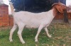 1x EWE SUZANNE VAN DYK BOERBOKSTOET - KUDDE/FLOCK - 4