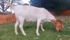 1x EWE SUZANNE VAN DYK BOERBOKSTOET - KUDDE/FLOCK - 5