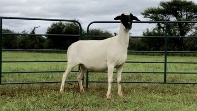 LOT 21 1X MEATMASTER OOI/EWE (PER STUK OM LOT TE NEEM/PER PIECE TO TAKE THE LOT)