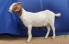 1x EWE SUZANNE VAN DYK BOERBOKSTOET KUDDE/FLOCK