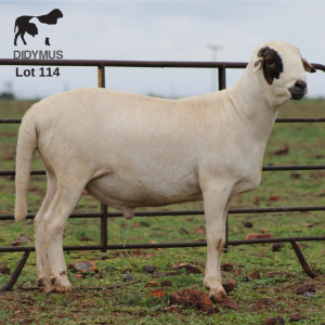 LOT 114 1X MEATMASTER DIDYMUS MEATMASTERS CHRISTOF GROBLER : 0837812076