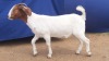 1x EWE SUZANNE VAN DYK BOERBOKSTOET KUDDE/FLOCK - 2