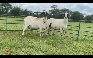 LOT 36 1 X MEATMASTER OOI MET LAM/EWE WITH LAMB