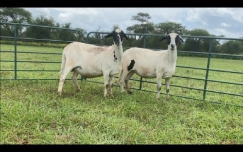 LOT 36 1&nbsp;X MEATMASTER OOI MET LAM/EWE WITH LAMB