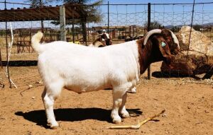 1x RAM KLEINPLAAS STOET - STOET/STUD