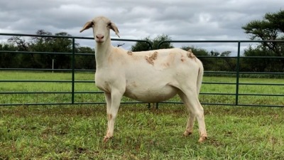 LOT 26 1X MEATMASTER OOI/EWE (PER STUK OM LOT TE NEEM/PER PIECE TO TAKE THE LOT)