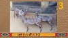 3X Swart Rooibok/Black Impala M:1 V/F:2 Divan Niemann (Per Piece to take the lot/Per stuk om lot te neem)