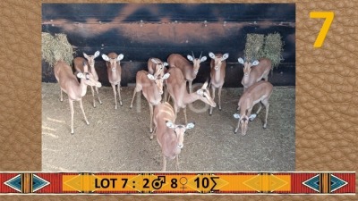 10X Rooibok/Impala M:2 V/F:8 Chris Erasmus (Per Piece to take the lot/Per stuk om lot te neem)