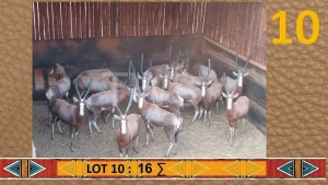 16X Blesbok/Blesbuck Visrivierbeleggings (Per Piece to take the lot/Per stuk om lot te neem)