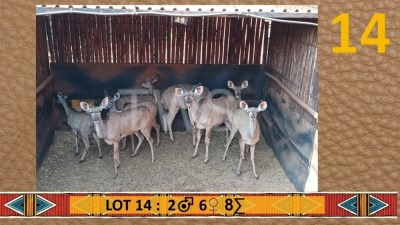 8X Koedoe/Kudu M:2 V/F:6 SJ Naude Boerdery (Per Piece to take the lot/Per stuk om lot te neem)