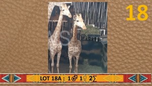 2X Kameelperk/Giraffe M:1 V/F:1 Piet Kolbe (Per Piece to take the lot/Per stuk om lot te neem)