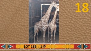1X Kameelperk/Giraffe M:1 Piet Kolbe