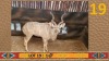 1X Koedoe/Kudu M:1 Matjesgoedpan Safari's