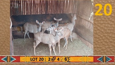 6X Koedoe/Kudu M:2 4 SJ Naude Boerdery