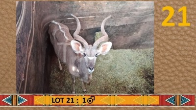 1X Koedoe/Kudu M:1 PJS Grobler