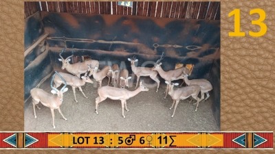 11X Rooibok/Impala M:5 V/F:6 SJ Naude Boerdery (Per Piece to take the lot/Per stuk om lot te neem)