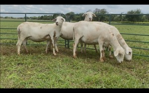 LOT 40 4X MEATMASTER OOI/EWE (PER STUK OM LOT TE NEEM/PER PIECE TO TAKE THE LOT)