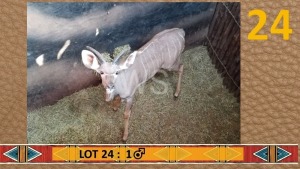 1X Koedoe/Kudu M:1 Bennie du Plessis