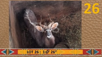 1X Njala/Nyala M:1 Piet Kolbe