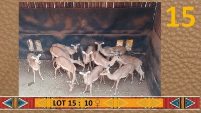 10X Rooibok/Impala V/F:10 JC Jooste (Per Piece to take the lot/Per stuk om lot te neem)