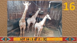 3X Kameelperk/Giraffe M:1 V/F:2 Piet Kolbe (Per Piece to take the lot/Per stuk om lot te neem)