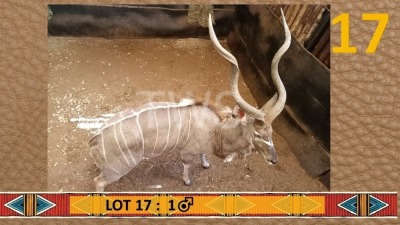 1X Koedoe/Kudu M:1 Desert Rain Game Breeders