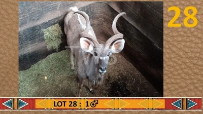 1X Koedoe/Kudu M:1 PJS Grobler