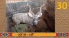 1X Koedoe/Kudu M:1 Bennie du Plessis