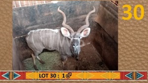 1X Koedoe/Kudu M:1 Bennie du Plessis