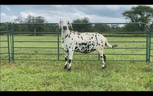 LOT 41 1X MEATMASTER OOI/EWE (PER STUK OM LOT TE NEEM/PER PIECE TO TAKE THE LOT)