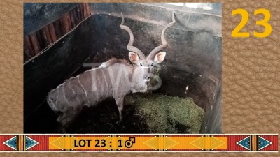 1X Koedoe/Kudu M:1 PJS Grobler