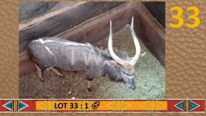 1X Njala/Nyala M:1 Desert Rain Game Breeders