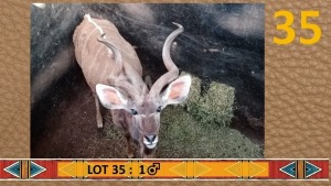 1X Koedoe/Kudu M:1 My Wildlife SA