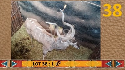 1X Koedoe/Kudu M:1 SJ Naude Boerdery